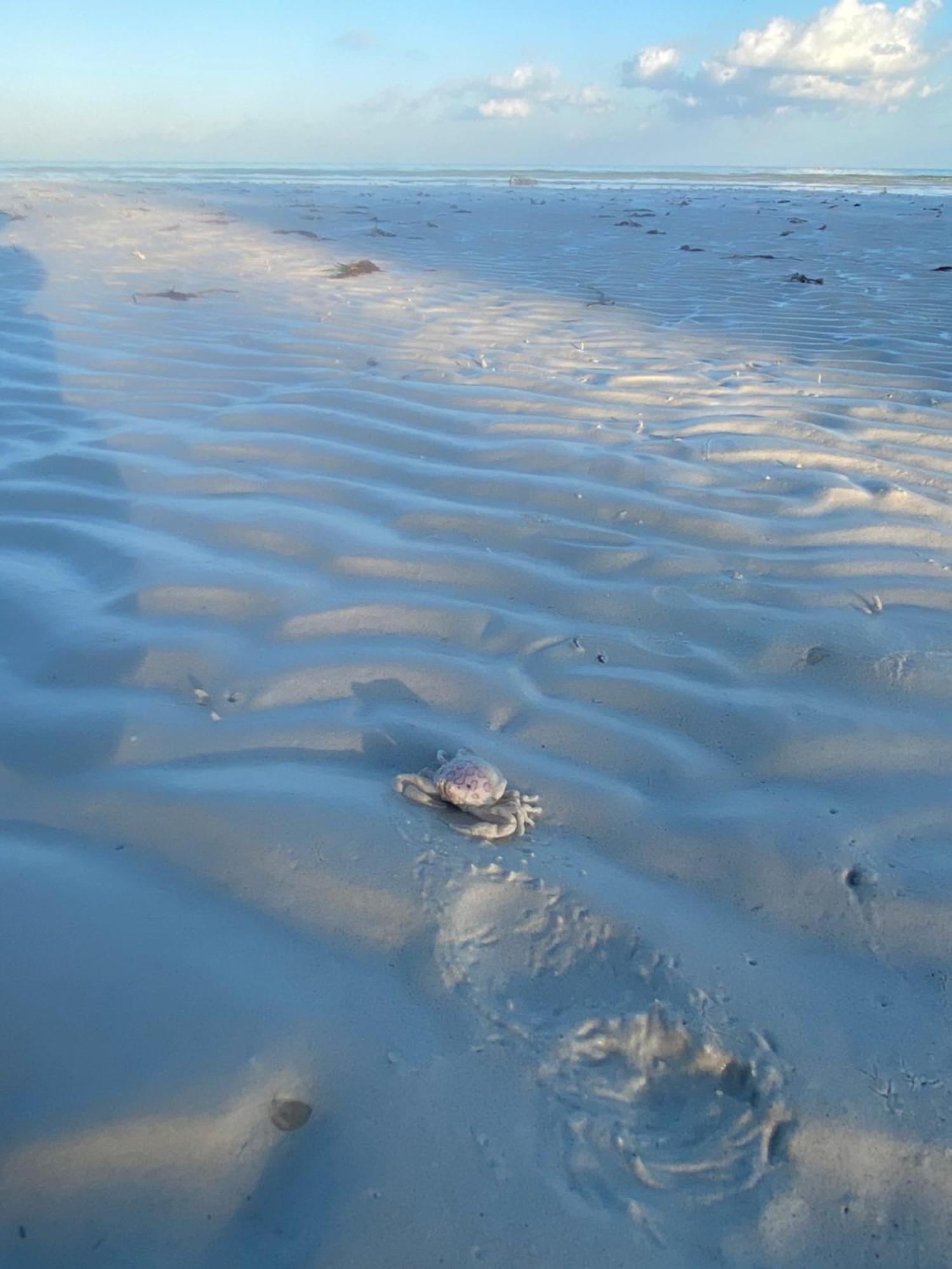 Barco Verde Hostel Isla Holbox Zewnętrze zdjęcie